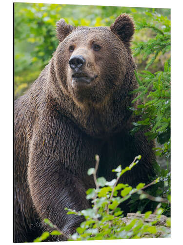 Tableau en aluminium Eurasian brown bear