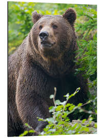 Aluminium print Eurasian brown bear