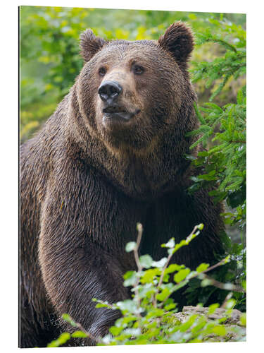 Quadro em plexi-alumínio Eurasian brown bear