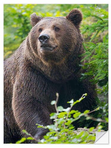 Wandsticker Eurasischer Braunbär