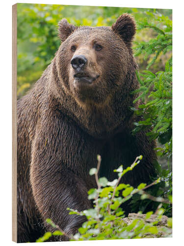 Holzbild Eurasischer Braunbär