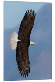 Aluminium print Bald eagle