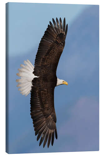 Canvas print Bald eagle