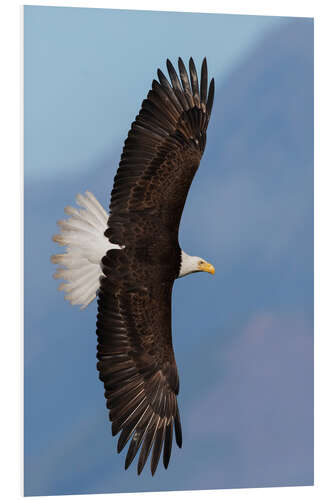 Foam board print Bald eagle