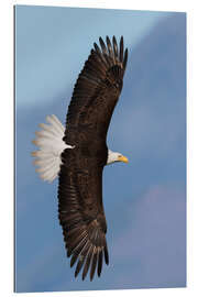 Tableau en plexi-alu Bald eagle