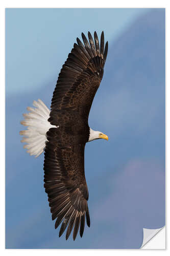 Sticker mural Bald eagle