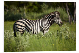 Tableau en aluminium Zebra in the savannah