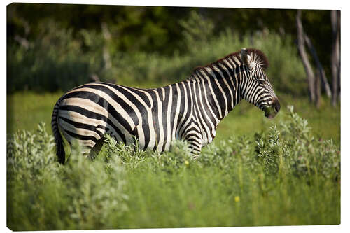 Canvas print Zebra in the savannah