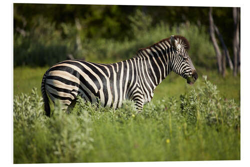 Tableau en PVC Zebra in the savannah