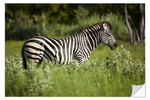 Selvklebende plakat Zebra in the savannah