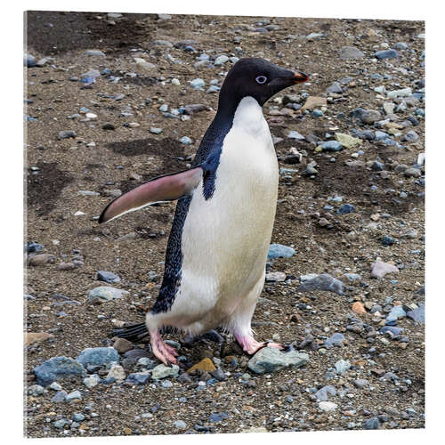 Acrylic print Adelie penguin