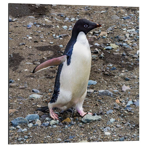 Aluminium print Adelie penguin