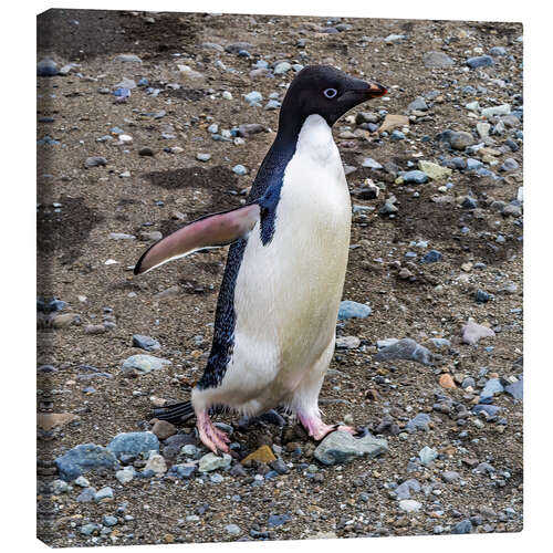 Canvas print Adelie penguin