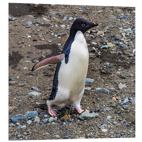 Foam board print Adelie penguin