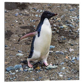 Tableau en plexi-alu Adelie penguin