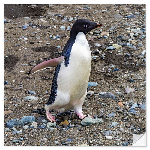 Selvklæbende plakat Adelie penguin