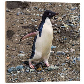 Wood print Adelie penguin