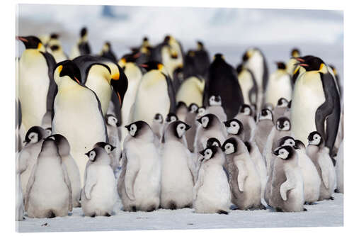 Quadro em acrílico Chicks crowd together on the edge of the hatchery