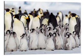 Aluminium print Chicks crowd together on the edge of the hatchery