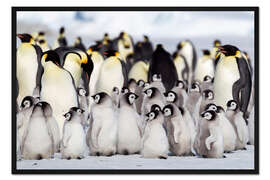 Gerahmter Kunstdruck Küken drängen sich am Rande des Brutplatzes zusammen