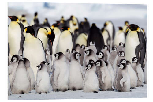 Foam board print Chicks crowd together on the edge of the hatchery