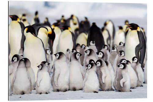 Gallery print Chicks crowd together on the edge of the hatchery