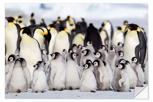 Wall sticker Chicks crowd together on the edge of the hatchery