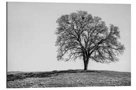 Aluminium print Madera County, Oak Tree on a Hill