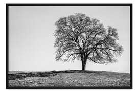 Gerahmter Kunstdruck Madera County, Eiche auf einem Hügel