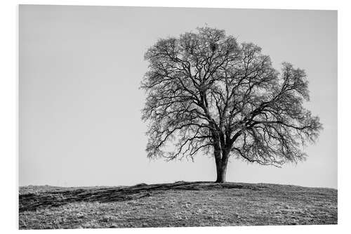 Foam board print Madera County, Oak Tree on a Hill