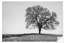 Selvklebende plakat Madera County, Oak Tree on a Hill