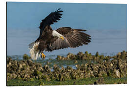 Aluminium print Bald eagle