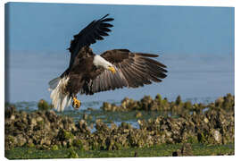 Canvas print Bald eagle