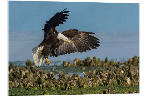 Tableau en plexi-alu Bald eagle