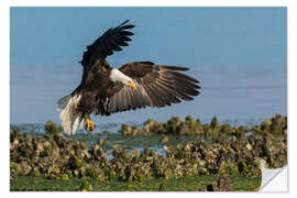 Wall sticker Bald eagle