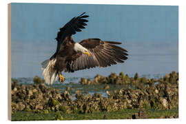 Wood print Bald eagle