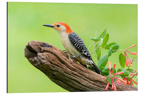 Quadro em alumínio Red-bellied Woodpecker II