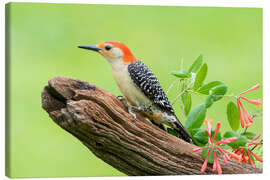 Canvas print Red-bellied Woodpecker II