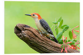 Foam board print Red-bellied Woodpecker II