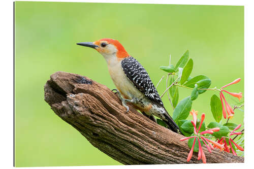 Galleriataulu Red-bellied Woodpecker II