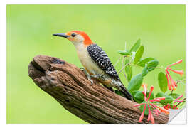 Vinilo para la pared Red-bellied Woodpecker II