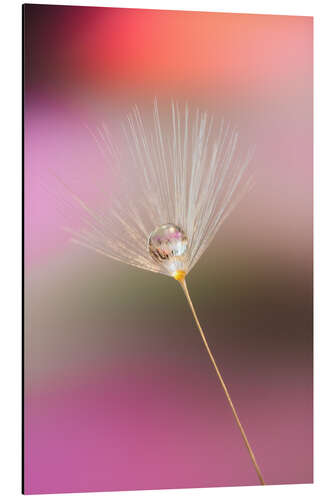 Aluminiumtavla Single dandelion seed with dew drop