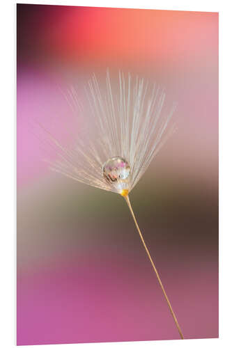 PVC-taulu Single dandelion seed with dew drop