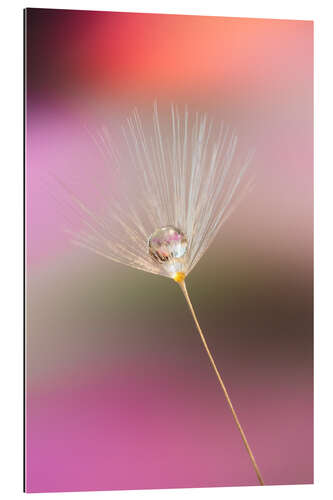 Gallery print Single dandelion seed with dew drop