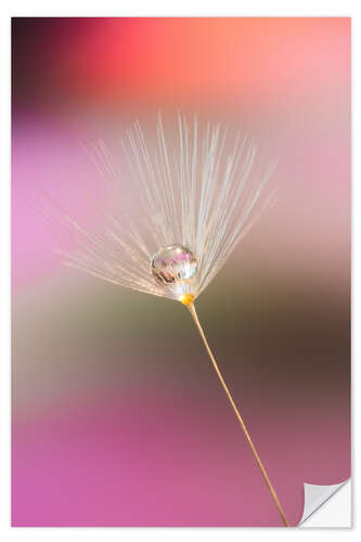 Selvklebende plakat Single dandelion seed with dew drop