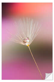 Sticker mural Single dandelion seed with dew drop