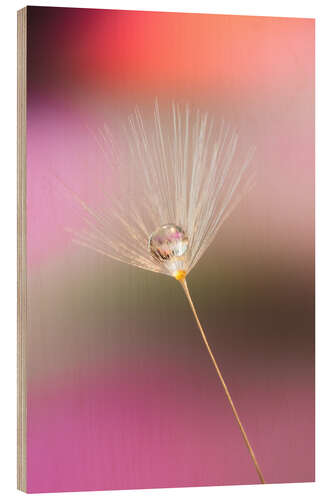 Hout print Single dandelion seed with dew drop