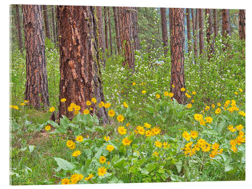 Akrylbilde Ponderosa Pine with spring wildflowers