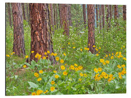 Tableau en aluminium Ponderosa Pine with spring wildflowers