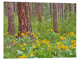 Foam board print Ponderosa Pine with spring wildflowers